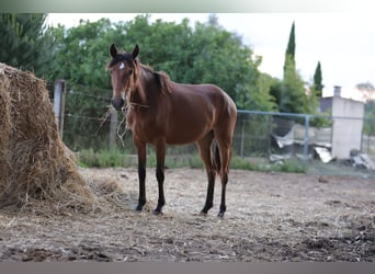 Cruzado, Yegua, 2 años, 161 cm, Castaño