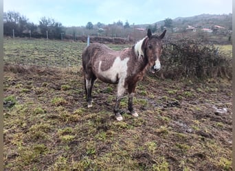 Cruzado Mestizo, Yegua, 2 años, Pío