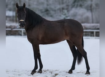 Cruzado, Yegua, 3 años, 150 cm, Negro