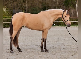 Cruzado, Yegua, 3 años, 158 cm, Bayo
