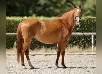 Cruzado, Yegua, 4 años, 150 cm, Alazán