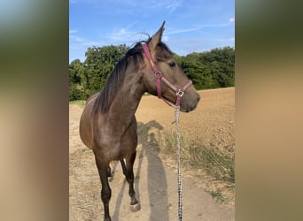 Cruzado, Yegua, 4 años, 155 cm, Musgo