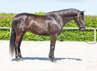 Cruzado, Yegua, 4 años, 158 cm, Negro