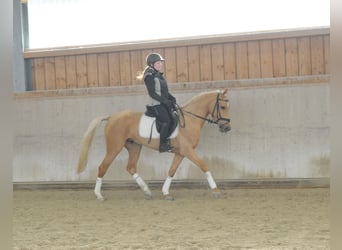 Cruzado, Yegua, 4 años, 158 cm, Palomino