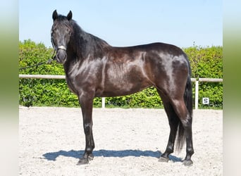 Cruzado, Yegua, 4 años, 160 cm, Negro