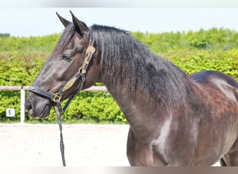 Cruzado, Yegua, 4 años, 160 cm, Negro
