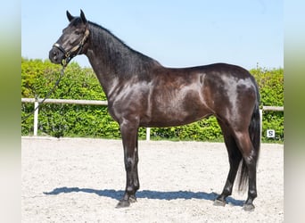 Cruzado, Yegua, 4 años, 160 cm, Negro