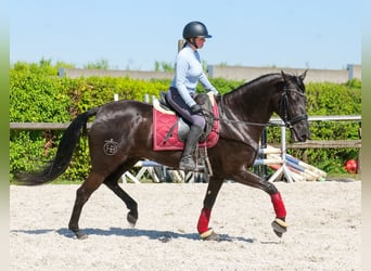 Cruzado, Yegua, 4 años, 160 cm, Negro