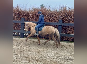 Cruzado, Yegua, 5 años, 152 cm, Dunalino (Cervuno x Palomino)