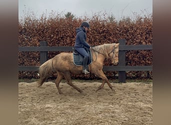Cruzado, Yegua, 5 años, 152 cm, Dunalino (Cervuno x Palomino)