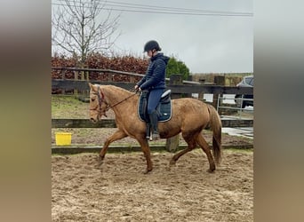 Cruzado, Yegua, 5 años, 152 cm, Dunalino (Cervuno x Palomino)