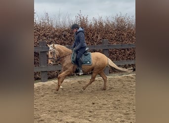 Cruzado, Yegua, 5 años, 152 cm, Dunalino (Cervuno x Palomino)