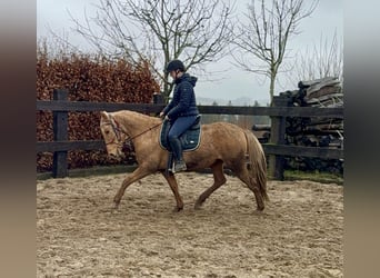 Cruzado, Yegua, 5 años, 152 cm, Dunalino (Cervuno x Palomino)