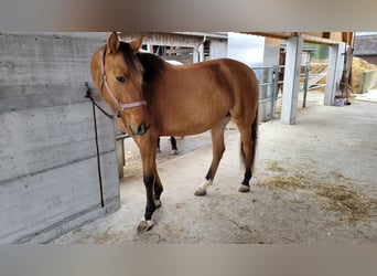 Cruzado, Yegua, 5 años, 155 cm, Bayo