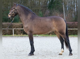 Cruzado, Yegua, 5 años, 157 cm, Bayo