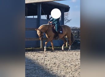 Cruzado, Yegua, 5 años, 161 cm, Palomino