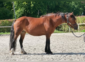 Cruzado, Yegua, 6 años, 142 cm, Castaño claro