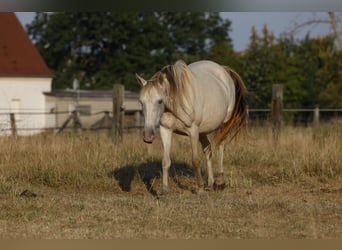Cruzado, Yegua, 6 años, 147 cm, Champán