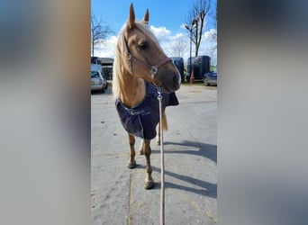 Cruzado, Yegua, 6 años, 151 cm, Palomino