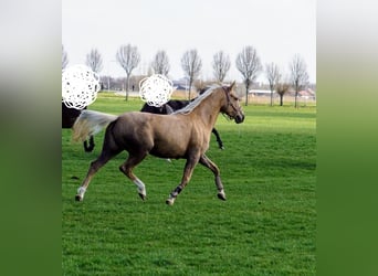 Cruzado, Yegua, 6 años, 151 cm, Palomino