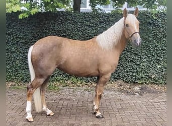 Cruzado, Yegua, 6 años, 151 cm, Palomino