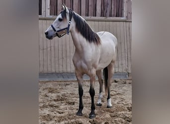 Cruzado, Yegua, 7 años, 155 cm, Bayo