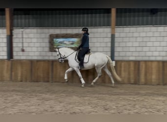 Cruzado, Yegua, 7 años, 160 cm