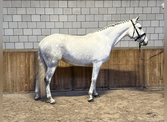 Cruzado, Yegua, 7 años, 160 cm