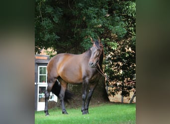 Cruzado, Yegua, 8 años, 162 cm, Castaño oscuro