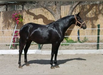 Cruzado, Yegua, 8 años, 170 cm, Negro