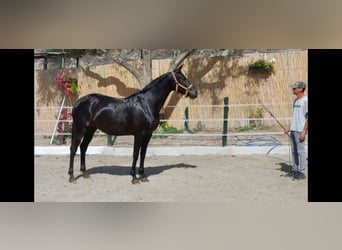 Cruzado, Yegua, 8 años, 170 cm, Negro