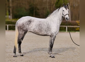 Cruzado, Yegua, 9 años, 155 cm, Tordo picazo