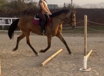 Cruzado, Yegua, 9 años, 160 cm