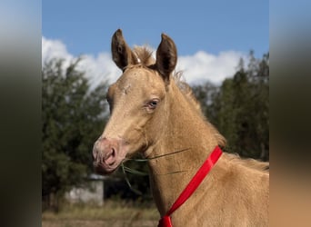 Cruzado, Yegua, Potro (02/2026), 160 cm, Perlino
