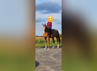 CSFR, Castrone, 12 Anni, 173 cm, Sauro