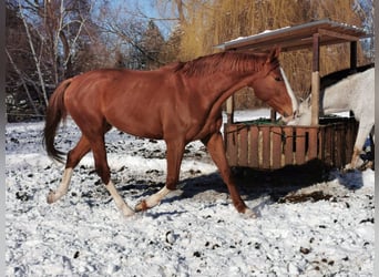 CSFR, Castrone, 12 Anni, 175 cm, Sauro