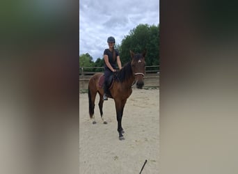 CSFR, Castrone, 3 Anni, 165 cm, Baio