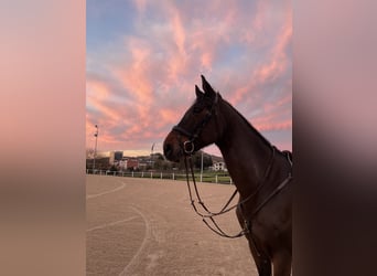 CSFR Checo, Caballo castrado, 17 años, 168 cm, Castaño