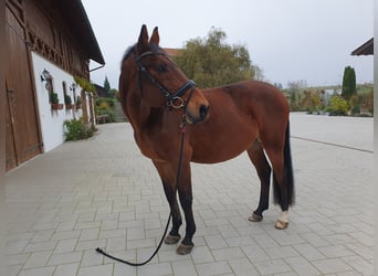 CSFR Checo, Caballo castrado, 19 años, 163 cm, Castaño