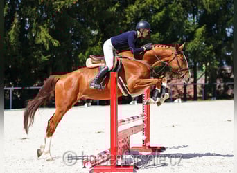 CSFR Checo, Caballo castrado, 5 años, 175 cm, Alazán