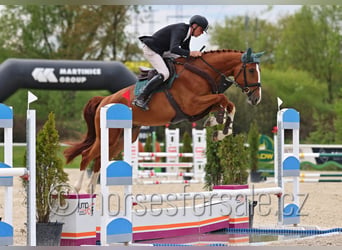 CSFR Checo, Caballo castrado, 5 años, 175 cm, Alazán