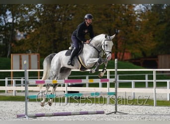 CSFR Checo, Semental, 6 años, 172 cm, Tordo
