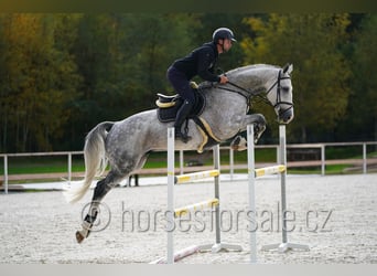 CSFR Checo, Semental, 6 años, 172 cm, Tordo