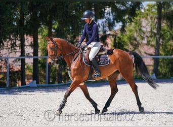 CSFR Checo, Yegua, 4 años, 161 cm, Castaño