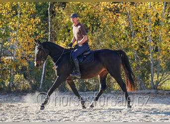 CSFR, Giumenta, 3 Anni, 163 cm, Baio nero