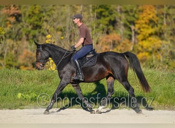 CSFR, Giumenta, 3 Anni, 163 cm, Baio nero