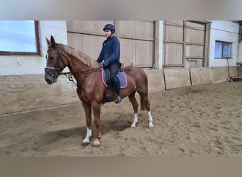 CSFR, Giumenta, 4 Anni, 168 cm, Sauro