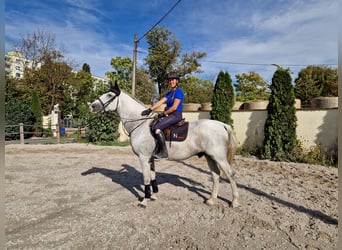CSFR, Stallone, 13 Anni, 167 cm, Bianco