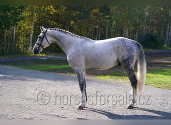 CSFR, Stallone, 6 Anni, 172 cm, Grigio