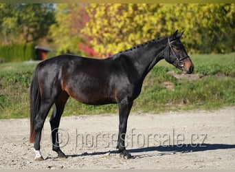 CSFR warmbloed, Merrie, 3 Jaar, 163 cm, Zwartbruin